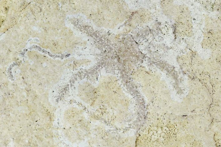 Jurassic Brittle Star (Ophiopetra) Fossil - Solnhofen #111223